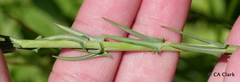 Thelypodium crispum