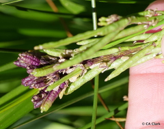 Thelypodium crispum