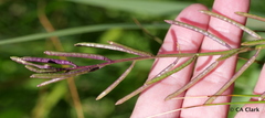 Thelypodium crispum