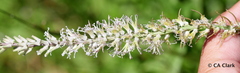 Thelypodium crispum