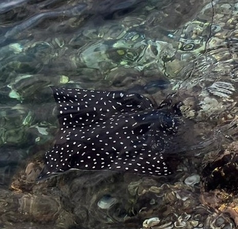 Pacific Eagle Ray (Aetobatus laticeps)