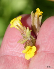 Erythranthe breviflora