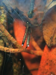 Culicidae