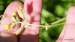 Erythranthe breviflora