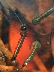Culicidae