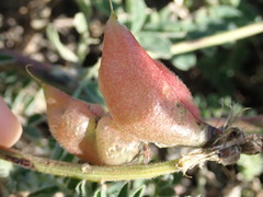 Astragalus nuttallii nuttallii