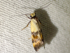 Temnogyropa stenomorpha