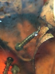 Culicidae
