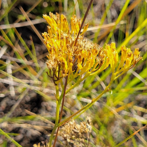Florida Rayless Goldenrod (Bigelowia australis)