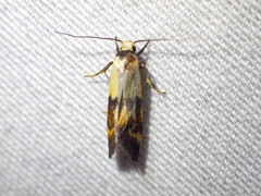 Temnogyropa stenomorpha