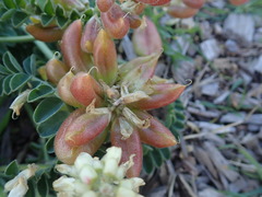 Astragalus nuttallii nuttallii