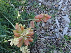 Astragalus nuttallii nuttallii