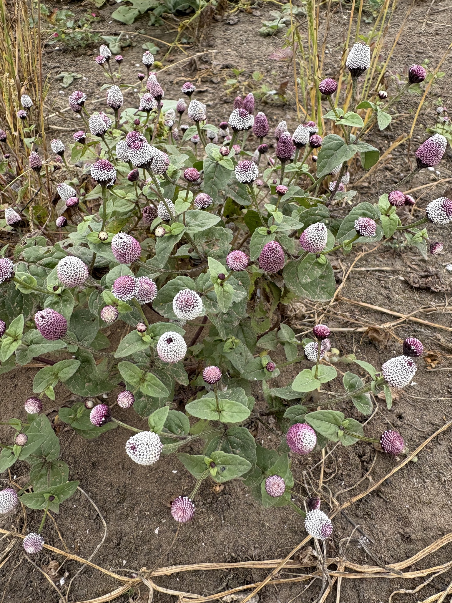 Acmella alba