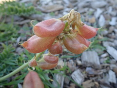 Astragalus nuttallii nuttallii