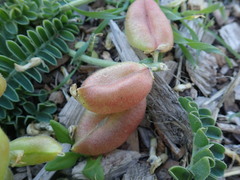 Astragalus nuttallii nuttallii