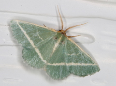 Mixocera latilineata