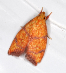Pycnozancla acribes