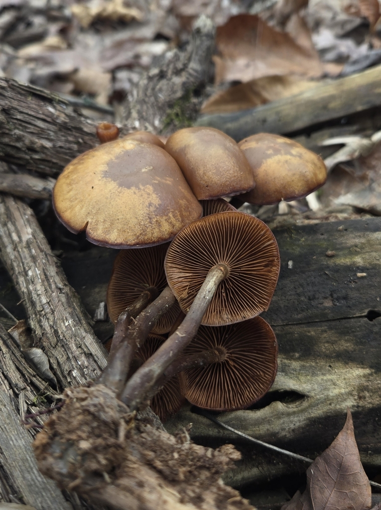 Galerina marginata · December 2025 · photo: © benfungi (iNaturalist, cc-by)
