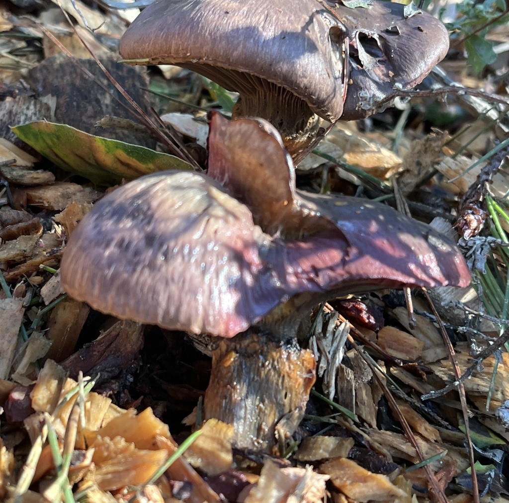 Chroogomphus vinicolor · December 2025 · photo: © joqatana (iNaturalist, cc-by)
