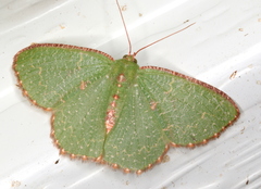 Eucyclodes metaspila