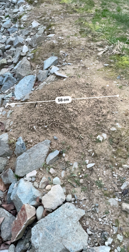 Townsend's Mole observed by luishuxley