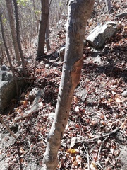 Cnidoscolus megacanthus