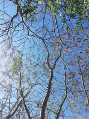 Cnidoscolus megacanthus