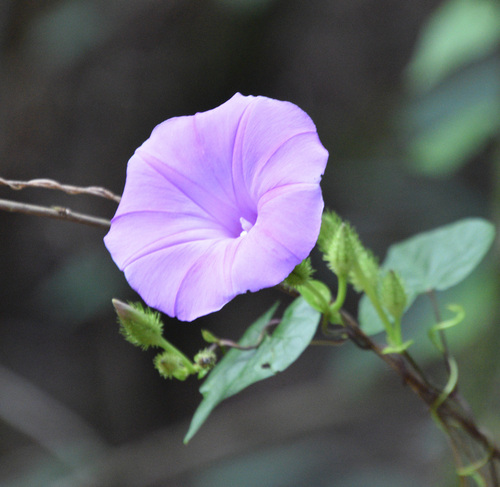 Ipomoea crinicalyx, photograph 6