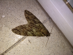Cocytius lucifer