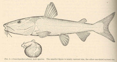 Lacandon Sea Catfish photo 2