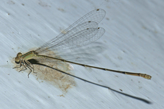 Aciagrion pallidum