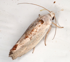 Tymbophora peltastis