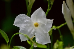 Mandevilla laxa