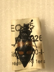Nicrophorus hebes