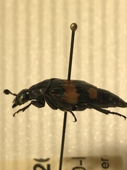 Nicrophorus hebes