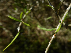 Melicytus flexuosus