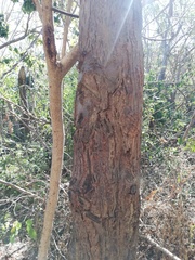 Amphipterygium adstringens