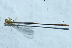 Aciagrion pallidum