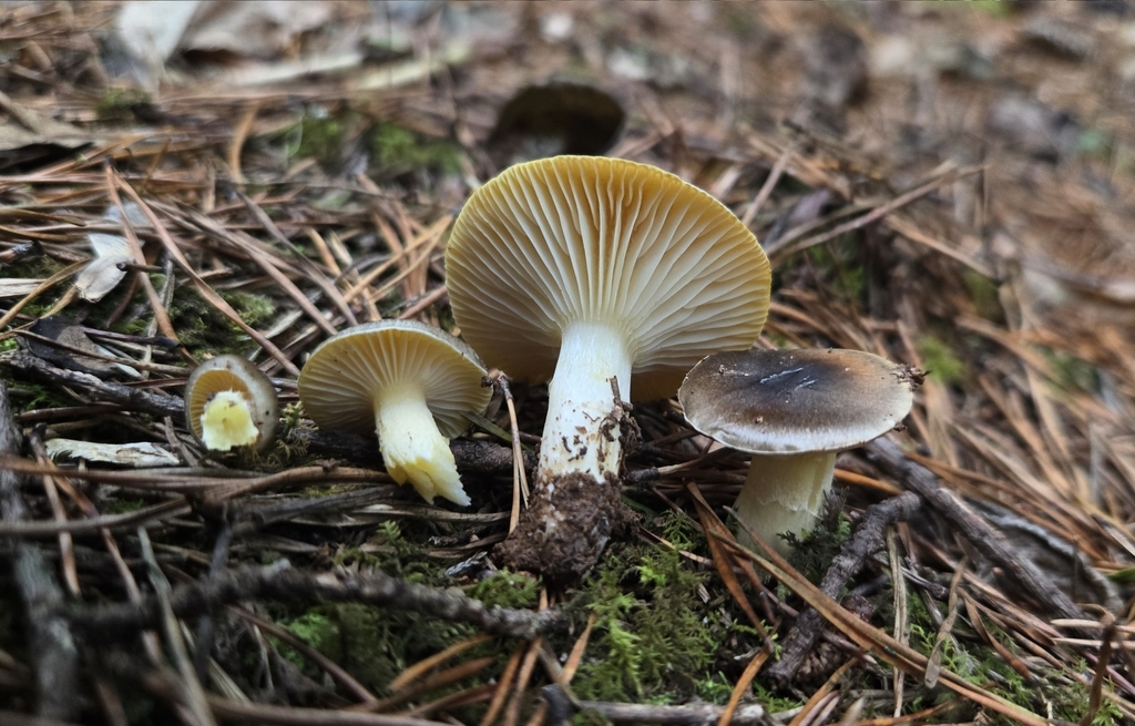 Hygrophorus hypothejus · December 2025 · photo: © benfungi (iNaturalist, cc-by)
