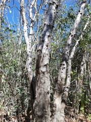 Amphipterygium glaucum