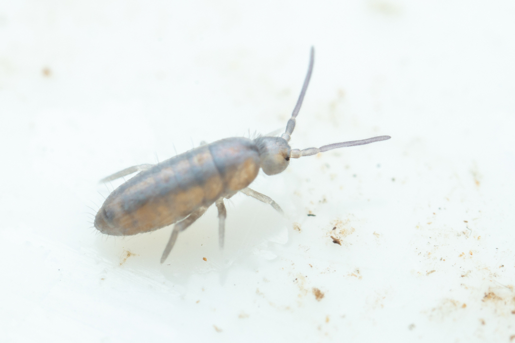 Plutomurus brevimucronatus