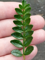 Zanthoxylum beecheyanum