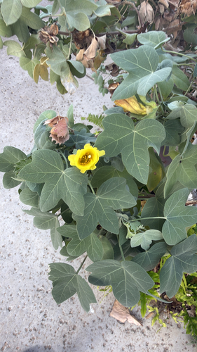 Gossypium tomentosum observed 2025-12-28