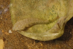 Estuary Clingfish photo 3