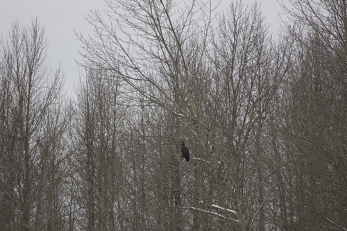Bald Eagle