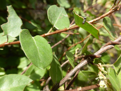 Muehlenbeckia complexa grandifolia