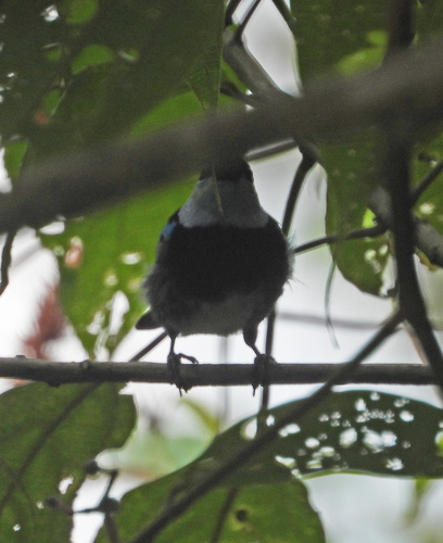 Masked Tanager (Stilpnia nigrocincta), photo 8