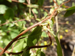 Muehlenbeckia complexa grandifolia