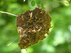 Mischocyttarus phthisicus