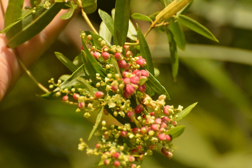 Maidenhair Vine (Muehlenbeckia sagittifolia)